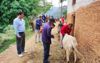 पशुहरुमा खोरेत रोग देखिएपछि बैतडीका किसानहरु चिन्तित, प्राविधिक टोली गाउँमा पुग्यो 